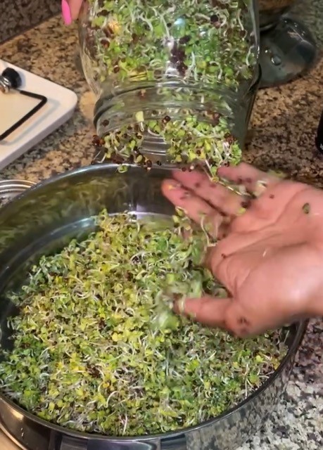 Caner Fighting Food: Broccoli Sprouts