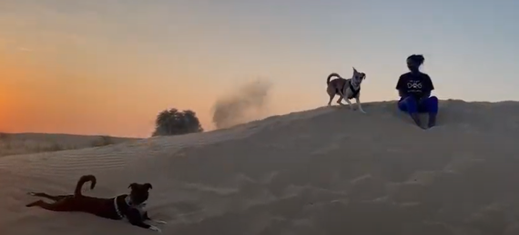 Caregiver Burnout in Pet Parents